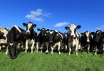 Advertorial: Ireland's sustainable dairy production